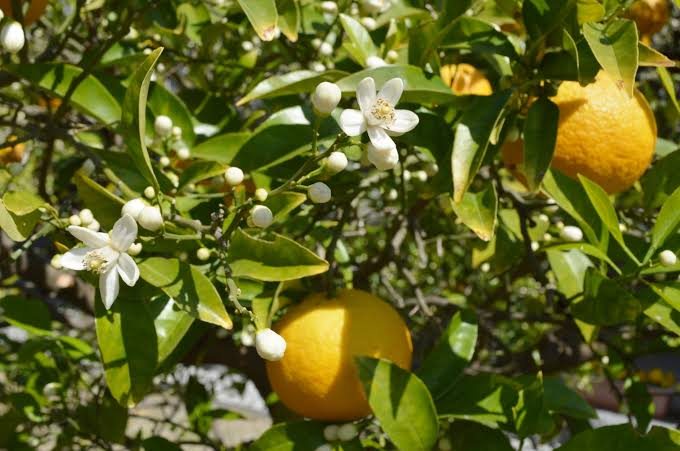 夏みかんの木、花と実