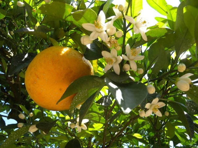 夏みかんの実と花